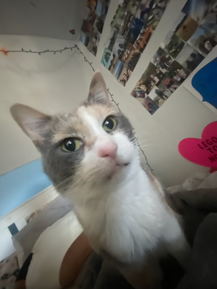 PALiberalMom's tweet photo. #buttonhole said happy #Caturday https://t.co/y3BQt35iLe