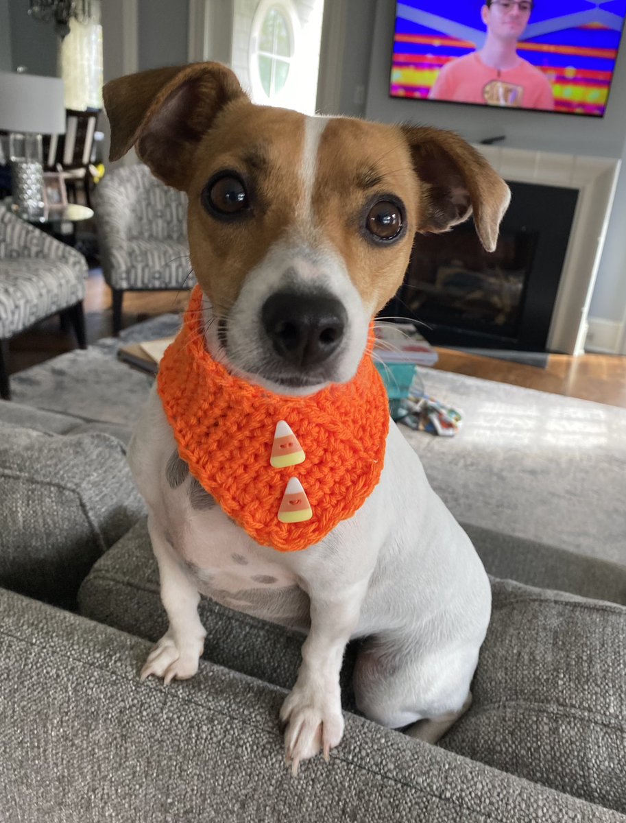 #PhotoChallenge2022October #dogs #DogsofTwittter #DogsOnTwitter #ZSHQ #SaturdayVibes  Day 22: #MakeADogsDay 🎃🧡
Have a Candy Corn kind of day Everypawdy! And Make A Dogs Day!! 😋😋😋Baby Beatrice 🤗🤗🧡🧡🎃🎃