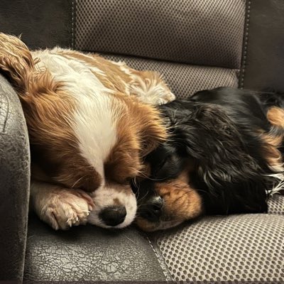 MaxtheSpoiled's tweet photo. #NewProfilePic https://t.co/8oCIoqpkSu