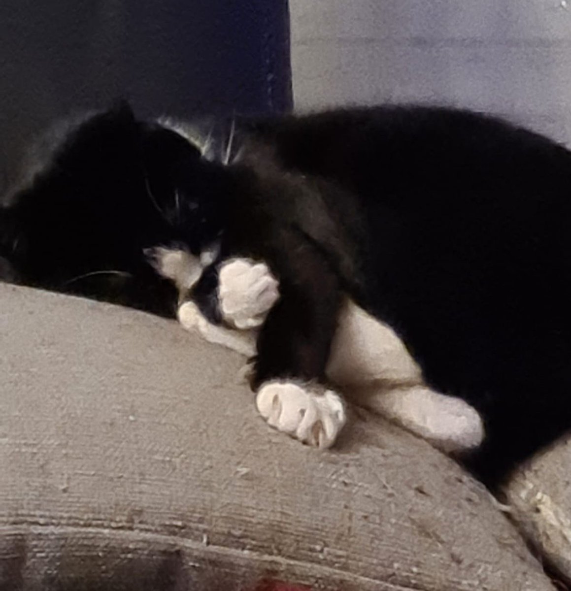 Akw13022's tweet photo. #Max sagt gute Nacht ihr Lieben.
#dersüssestekater https://t.co/oCLMoxzpJT