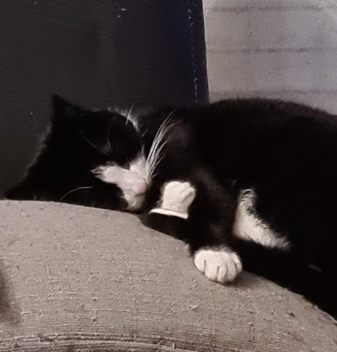 Akw13022's tweet photo. #Max sagt gute Nacht ihr Lieben.
#dersüssestekater https://t.co/oCLMoxzpJT