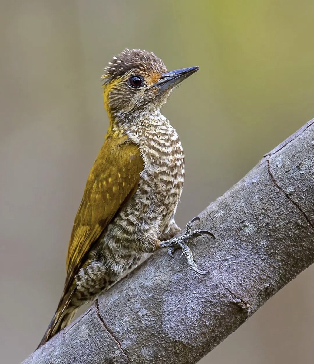 Embracethnature's tweet photo. Name this bird ♥️😍 #NaturePhotography
#naturelovers
#NatureBeauty #BBCWildlifePOTD
#ThePhotoHour
#birdphotography #birdwatching #birds
#photography
#TwitterNatureCommunity #IndiAves
#BirdsSeenIn2022 https://t.co/zlO2ouMN1q