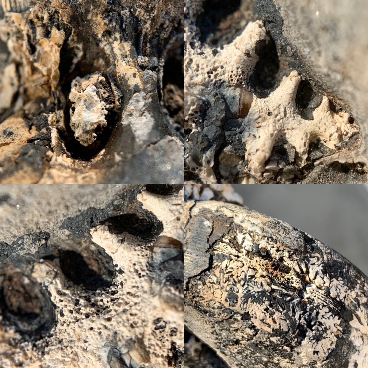 dr_dappleton's tweet photo. Late for #FossilFriday but still worthy this #uppertriassic #ammonoid #cladiscites #crassestriatus found in #Timor and covered in #fossilcoral #ammonoids #ammonite #ammonites #fossils #fossil #paleontology #macrophotography #extinct #photography #NaturePhotography #shells https://t.co/82sjlYNYsr