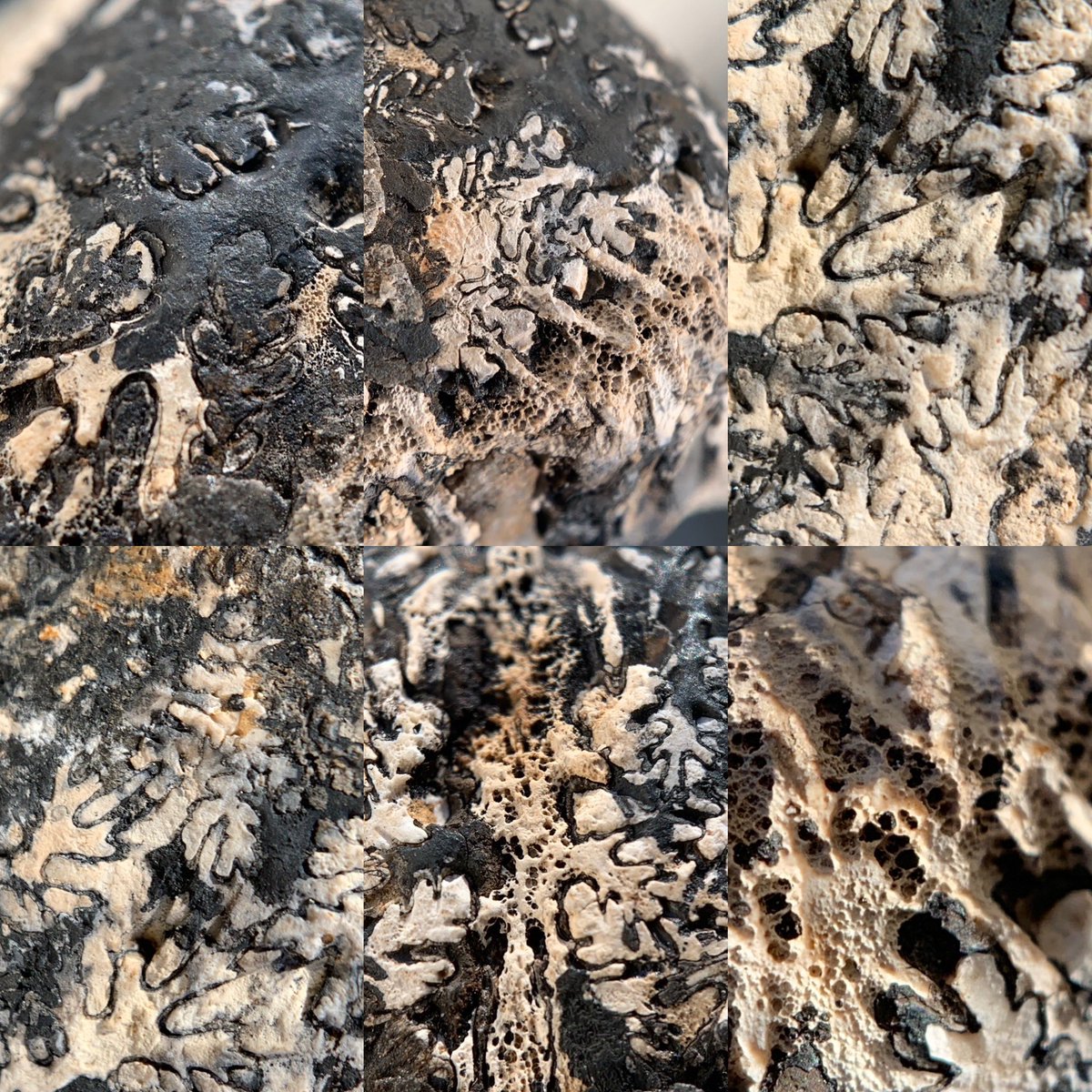 dr_dappleton's tweet photo. Late for #FossilFriday but still worthy this #uppertriassic #ammonoid #cladiscites #crassestriatus found in #Timor and covered in #fossilcoral #ammonoids #ammonite #ammonites #fossils #fossil #paleontology #macrophotography #extinct #photography #NaturePhotography #shells https://t.co/82sjlYNYsr