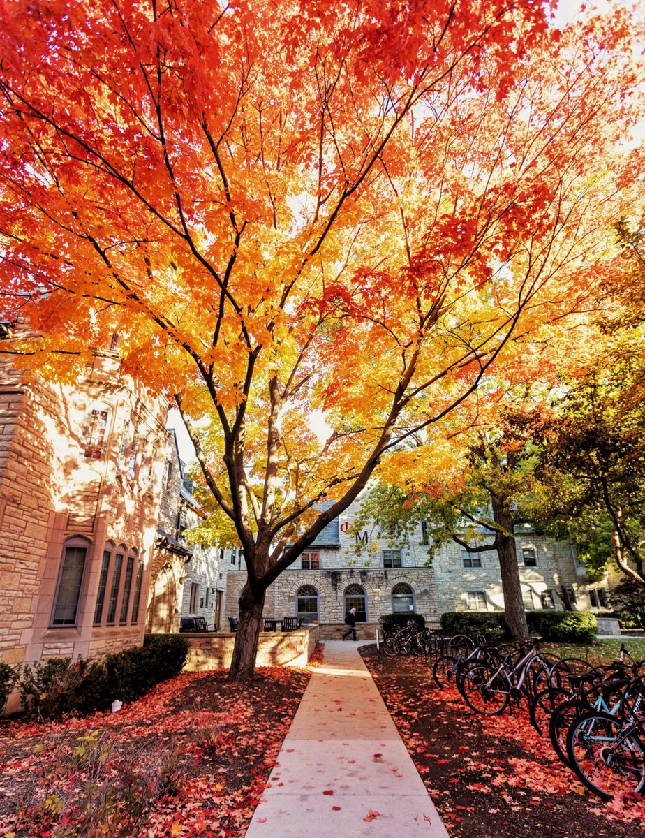 NorthwesternU's tweet photo. Fall-ing for these campus views 😍🍂 https://t.co/Isjl60wmHt