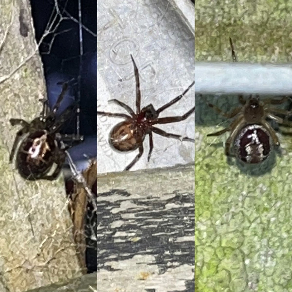 ECCENTRICANTIQ's tweet photo. I think I’m a little infested with these I have plenty of different types false widows @BritishSpiders https://t.co/3bX2gSCei9