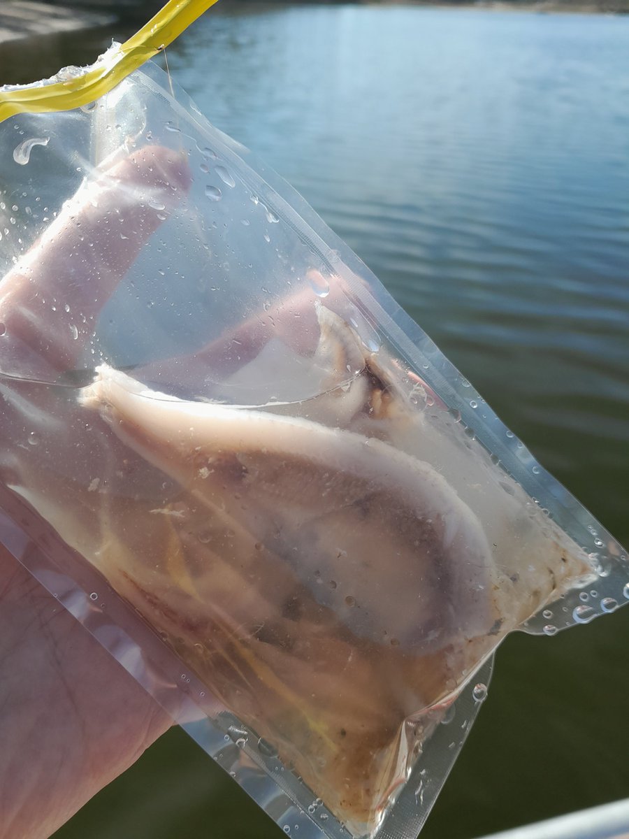 SDSUFishEcology's tweet photo. Last #fishpuke of the season @Katie93Marie @elise2020anders @SDStateNRM https://t.co/nptPeSRzS2