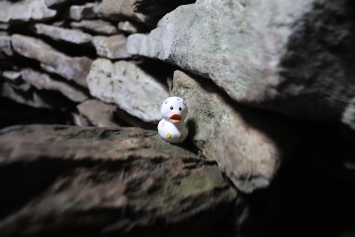 Kirstymill's tweet photo. #Archaeoduck even made his way down the passage into one of the chambers in the long cairn. He seemed surprised to have made it in, but was really excited to see inside this wonderful #Neolithic monument. What an intrepid duck! #Caithness #Archaeology #GreyCairnsOfCamster https://t.co/csR0uIJ0ah