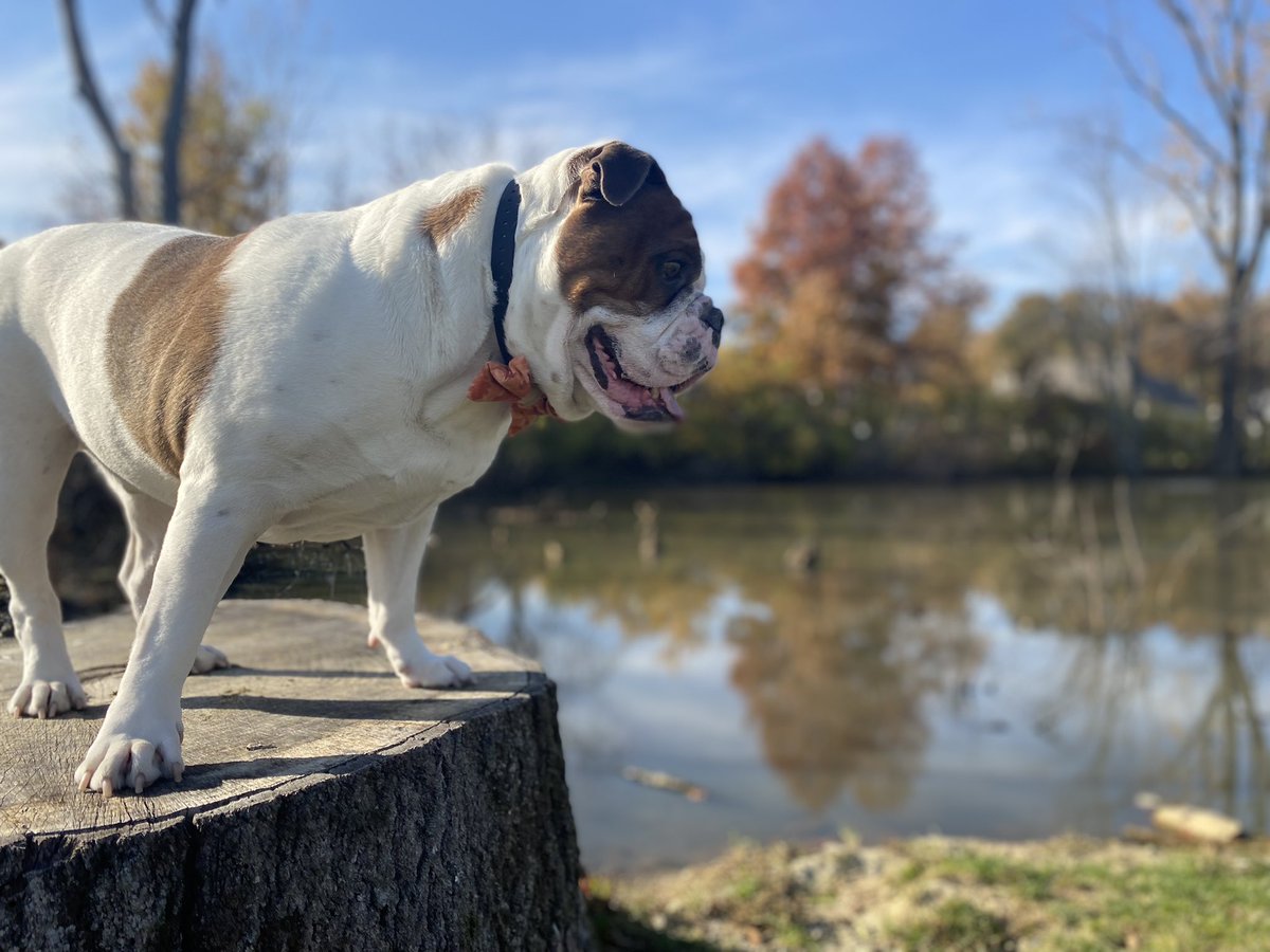 chicharrn13's tweet photo. WRONG time of day for pictures maw!  I chase shadows this time of day, I do NOT pose for pics! #Bulldogsoftwitter #Englishbulldog #bulldogs #DogsOnTwitter #chicharrón https://t.co/IpNo1iSvmZ