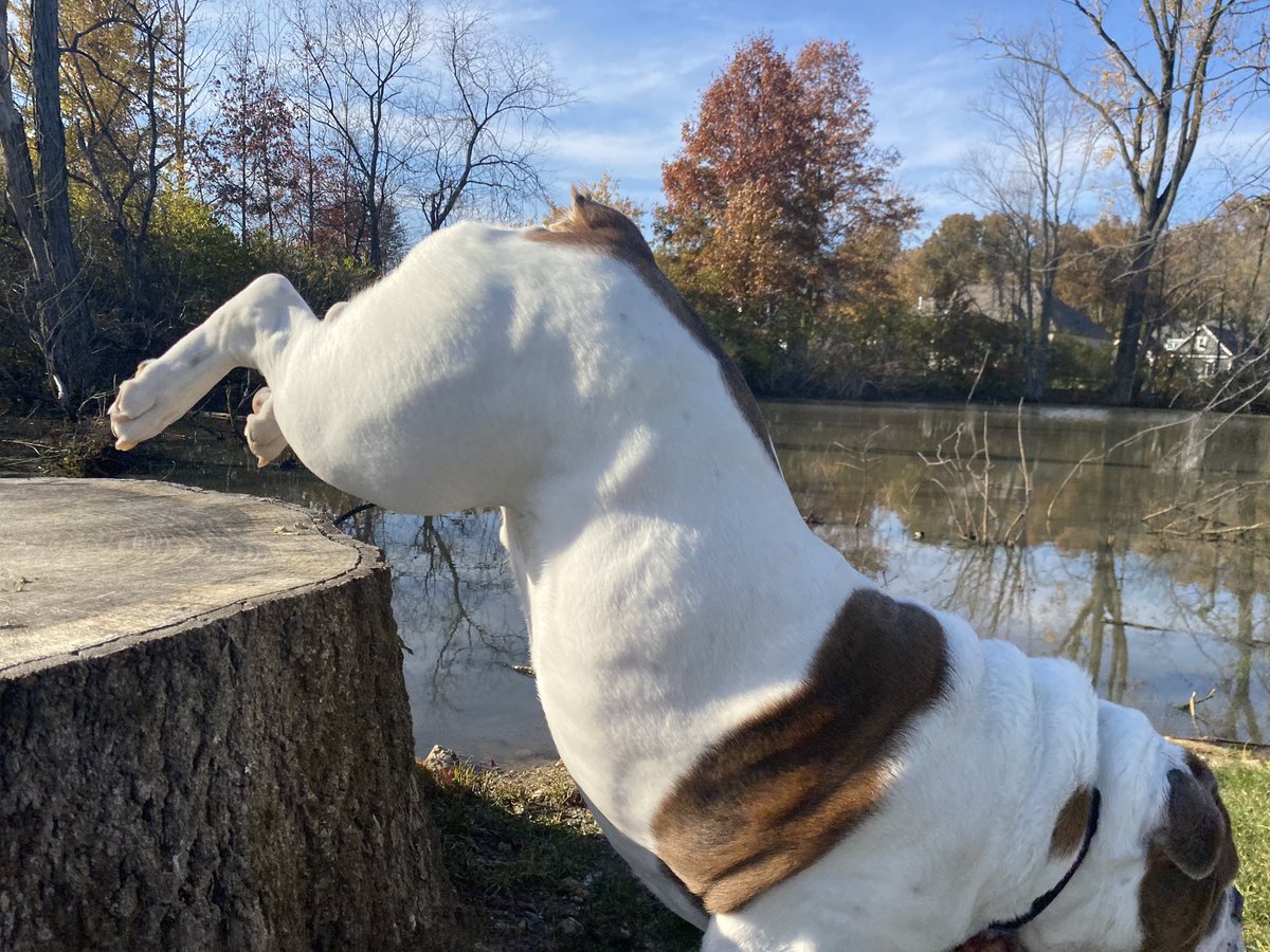 chicharrn13's tweet photo. WRONG time of day for pictures maw!  I chase shadows this time of day, I do NOT pose for pics! #Bulldogsoftwitter #Englishbulldog #bulldogs #DogsOnTwitter #chicharrón https://t.co/IpNo1iSvmZ