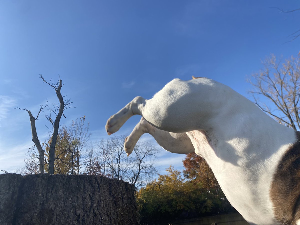 chicharrn13's tweet photo. WRONG time of day for pictures maw!  I chase shadows this time of day, I do NOT pose for pics! #Bulldogsoftwitter #Englishbulldog #bulldogs #DogsOnTwitter #chicharrón https://t.co/IpNo1iSvmZ