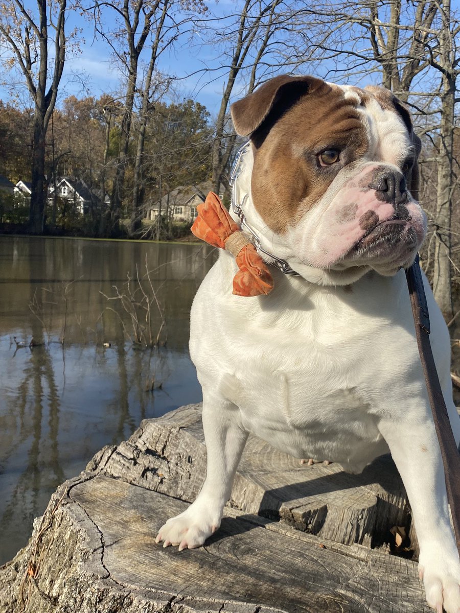 chicharrn13's tweet photo. WRONG time of day for pictures maw!  I chase shadows this time of day, I do NOT pose for pics! #Bulldogsoftwitter #Englishbulldog #bulldogs #DogsOnTwitter #chicharrón https://t.co/IpNo1iSvmZ