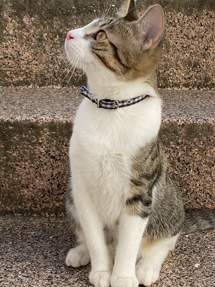 Des de el migdia que ha sortit al pati, no en sabem res del Cooper.
El cridem, fem soroll amb les llaunes de menjar i res, que no ve.
I el Tweety no para de miolar. 🥲