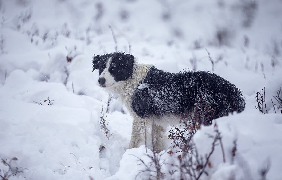 ArynToombs's tweet photo. Okay, one more of Chance the herding dog. #yycsnowpups https://t.co/PjObvvlkqE