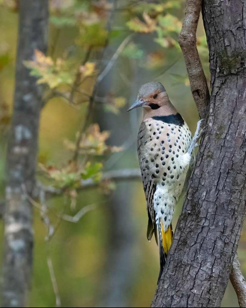 KirkSummers8's tweet photo. In Alabama, we call this the Yellowhammer. The more common name is Northern Flicker. 😍Instagram: @ksummersphoto https://t.co/CNOBzpcGzU