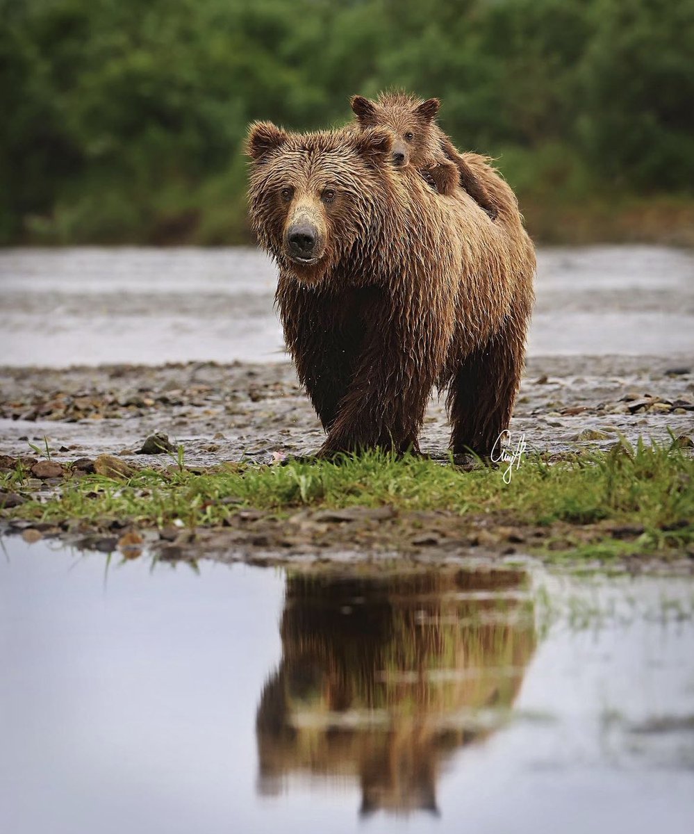 animalorbit's tweet photo. Have you ever seen a baby #bear ride on the back of its mother?!!?
Taken by: @ adventure.amy (insta)
#animal #lake #wildlife #wildlifephotography https://t.co/BHiI84Gn3U