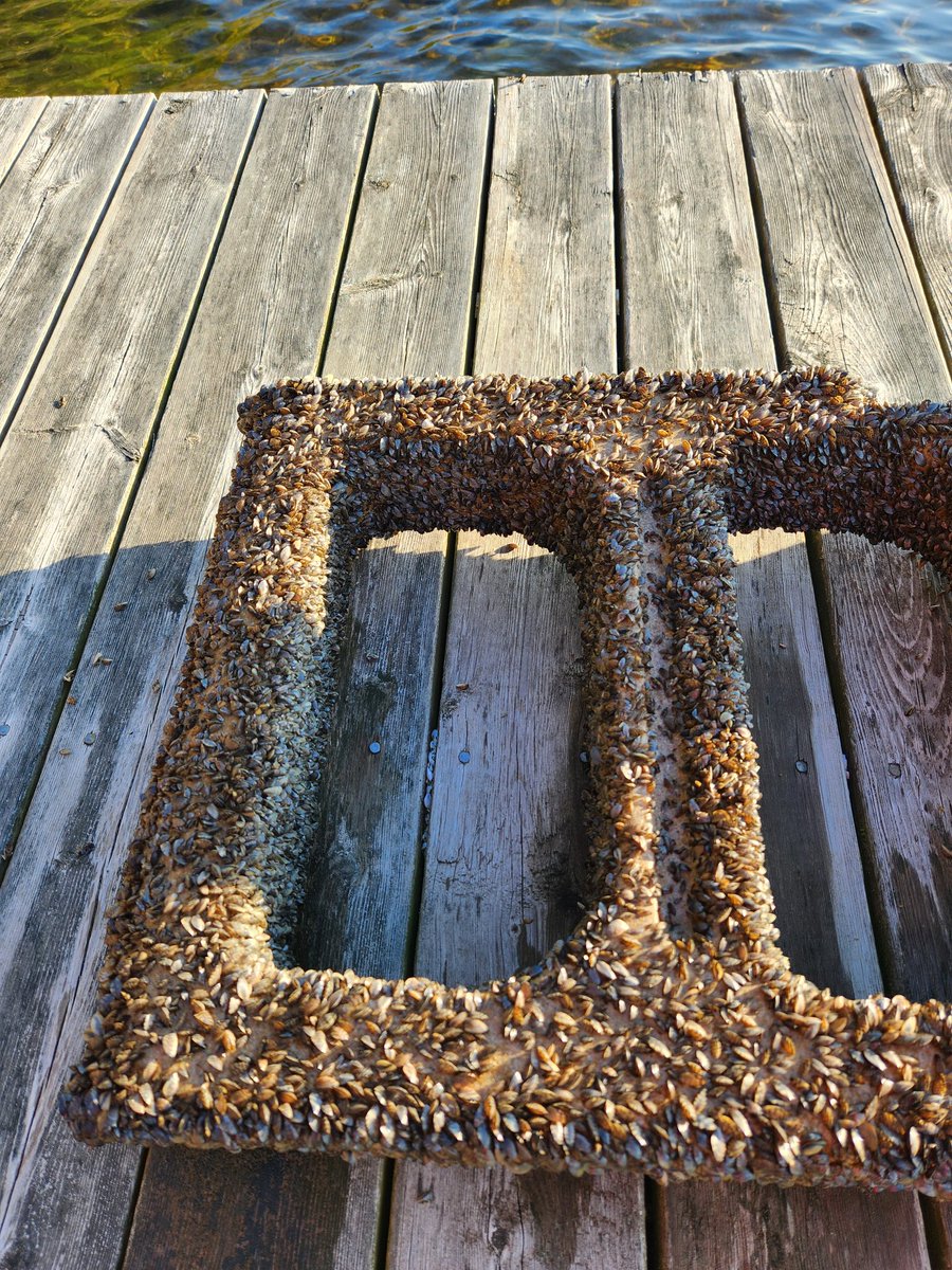 tarwathie's tweet photo. #Gigeresque zebra mussels. https://t.co/QF3I19yTbM