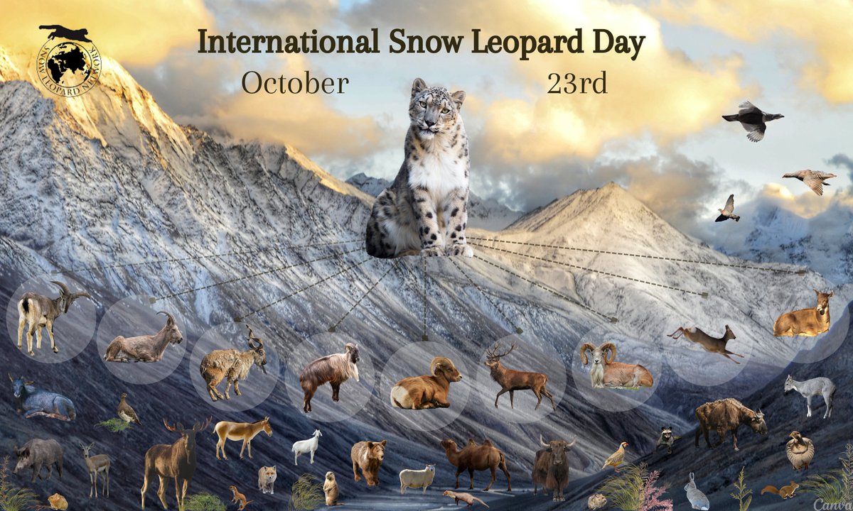 gorkhalimuslim's tweet photo. #HAPPY_WORLD SNOW LEOPARD DAY
#23 OCTOBER, 2022 !
#Savethesnowleopard
#Savehabitat
#control_poaching https://t.co/ZdAJiDfdNX