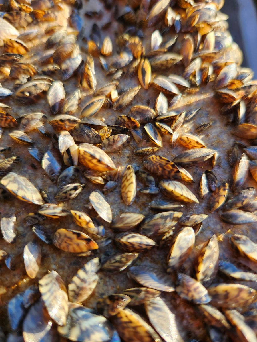 tarwathie's tweet photo. #Gigeresque zebra mussels. https://t.co/QF3I19yTbM