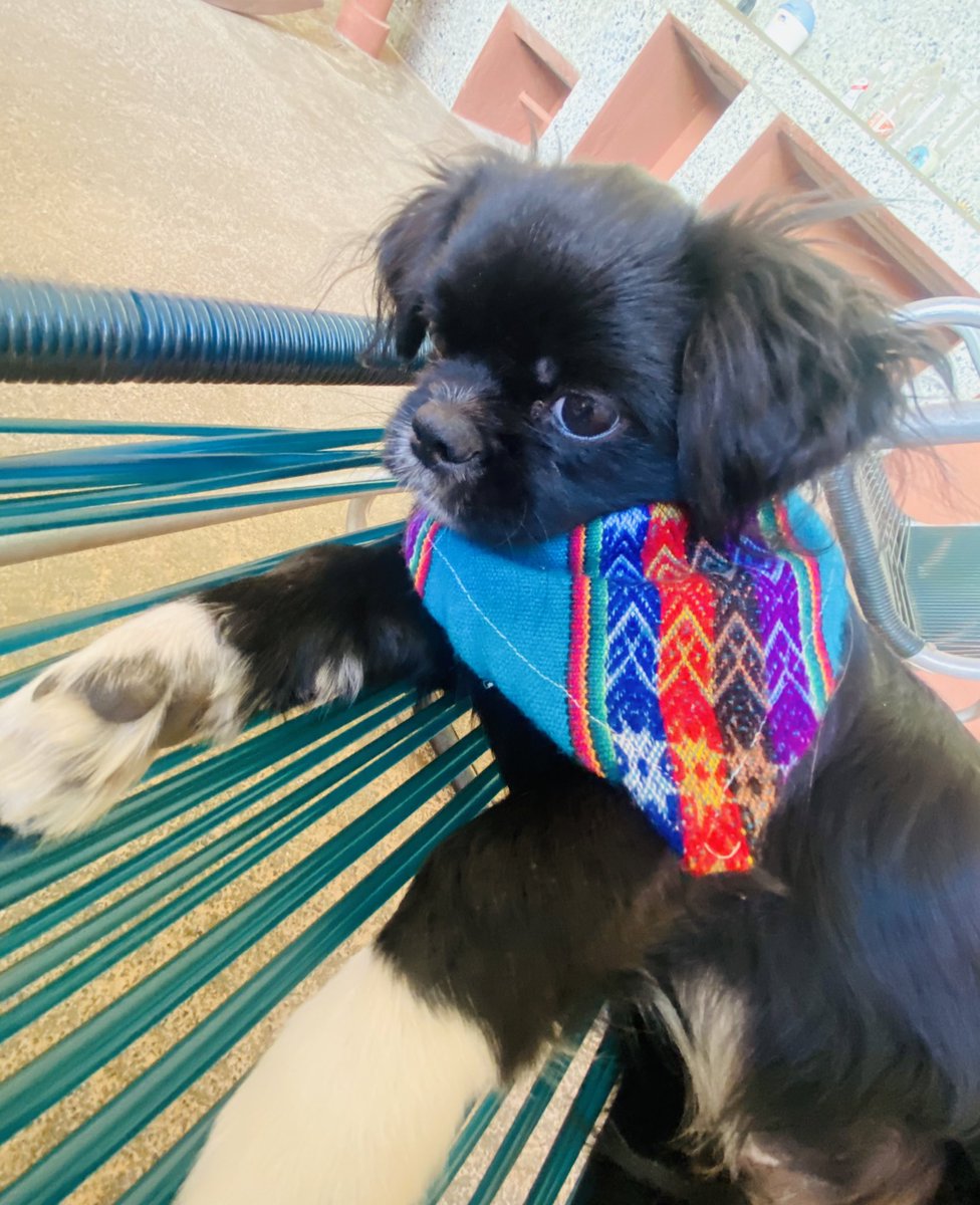Twiti tengo pañuelito nuevo🥰🐾