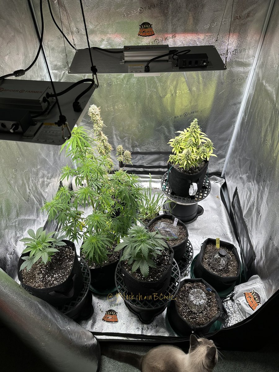 BlockchainBCmte's tweet photo. A check of our  #SpiderFarmer4X4GrowTent 🏕 with #sf2000 and #sf1000 full view then top down, and close up of zour apple #cannabiscommunity #mmemberville #weedmob #growyourown #stonerfam #420life #spiderfarmerLED 🕷 @blazedRTs #LEDgrowsItAll #indoorgarden @spiderfarmerled @sme_rt https://t.co/OpTpBNwKX3