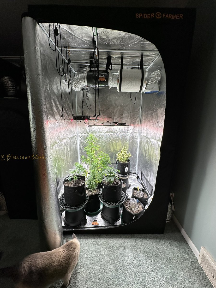 BlockchainBCmte's tweet photo. A check of our  #SpiderFarmer4X4GrowTent 🏕 with #sf2000 and #sf1000 full view then top down, and close up of zour apple #cannabiscommunity #mmemberville #weedmob #growyourown #stonerfam #420life #spiderfarmerLED 🕷 @blazedRTs #LEDgrowsItAll #indoorgarden @spiderfarmerled @sme_rt https://t.co/OpTpBNwKX3