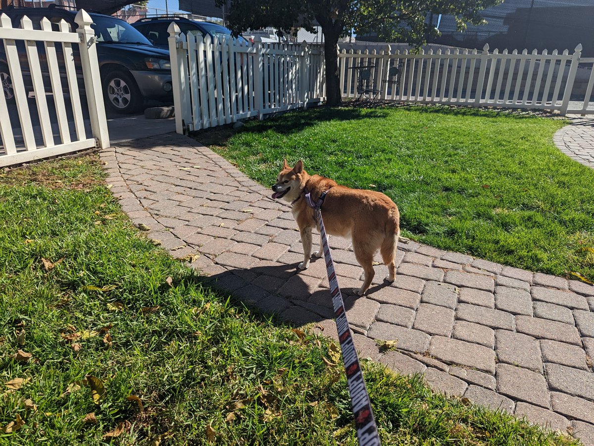 ShibaMoxie's tweet photo. The human took me to the vet to pick up my prescription, why am I here??! He said something about a happy visit 😜
We did get to stop at a lovely park on the way home...
#shiba #shibainu #Denver #Colorado #autumn #gorgeous #vet @tendertouch #TenderTouch https://t.co/lF2gTjVZKp