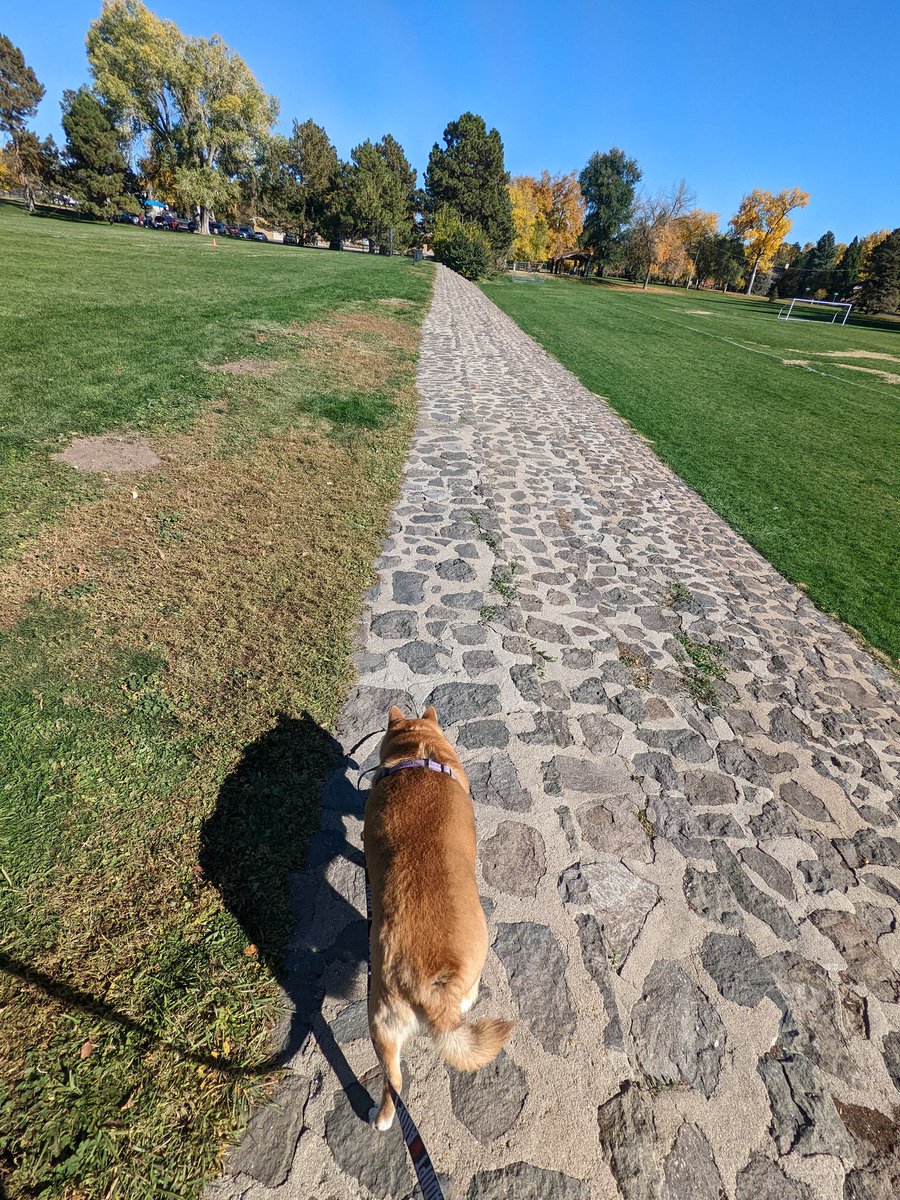 ShibaMoxie's tweet photo. The human took me to the vet to pick up my prescription, why am I here??! He said something about a happy visit 😜
We did get to stop at a lovely park on the way home...
#shiba #shibainu #Denver #Colorado #autumn #gorgeous #vet @tendertouch #TenderTouch https://t.co/lF2gTjVZKp