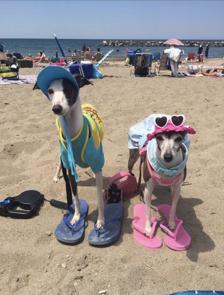 animalorbit's tweet photo. Who’s ready for beach day!??! These #dogs are!! 
#dog #DogsOnTwitter #beachlife #influencer #beach https://t.co/gg7IsdkqPH