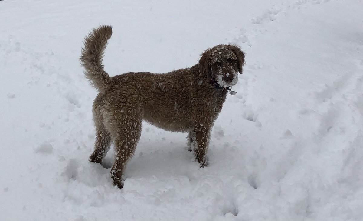 JLisaYoung's tweet photo. #yycsnowpups https://t.co/eJSOTOG0gE