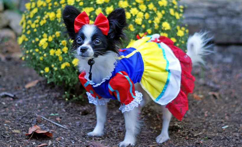 Reductress's tweet photo. Slutty Halloween Costume Ideas for Your Dog: https://t.co/GZp3D1IITo https://t.co/RXdprY0dcq