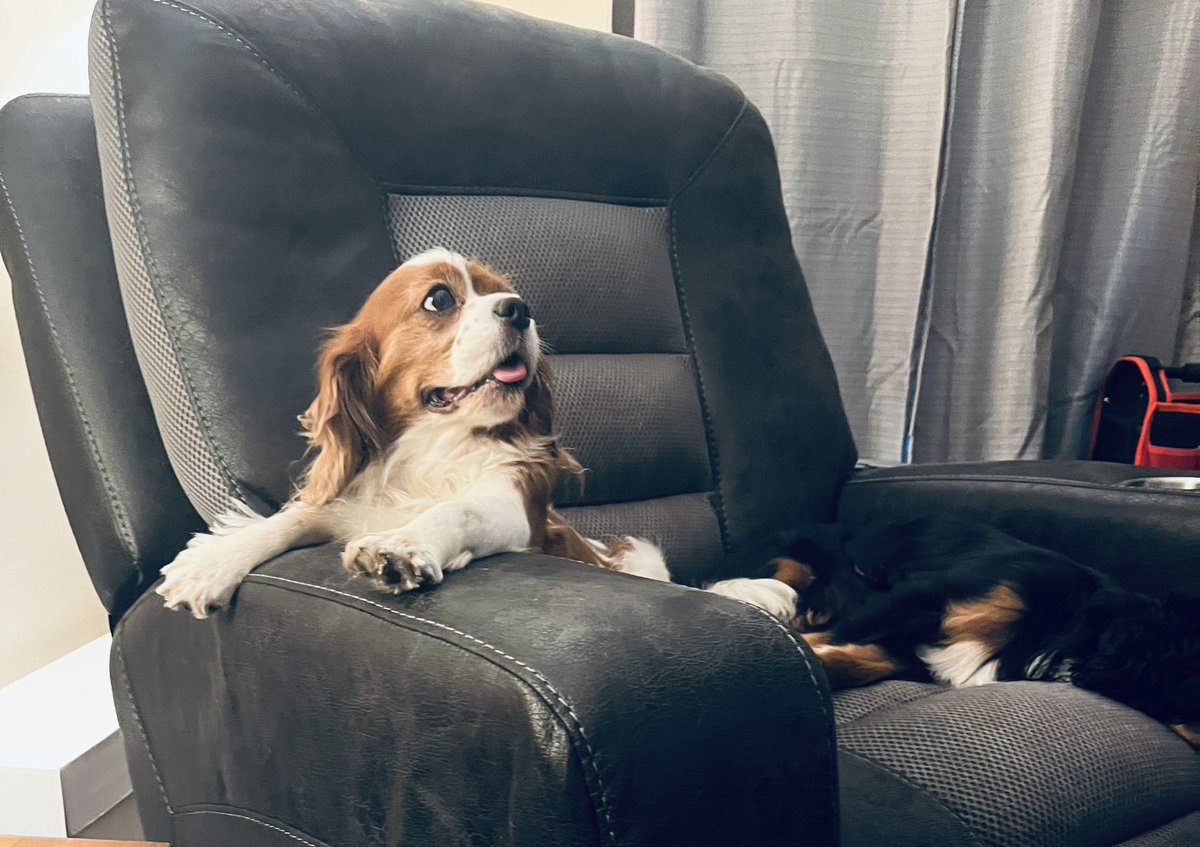 MaxtheSpoiled's tweet photo. She just loves relaxing in her recliner and watching her stories on the tv. @Rubythedog267 https://t.co/rFk6IRiGnL
