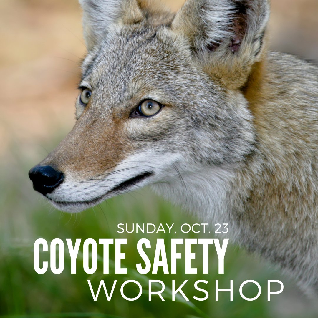 Concerned about neighborhood coyotes? Attend this interactive workshop on Sunday, Oct. 23. @PasadenaHumane will share information about coyotes and humane hazing techniques. Two separate workshop times to choose from: 11 a.m. and 1 p.m. Register now: bit.ly/3Doarrg