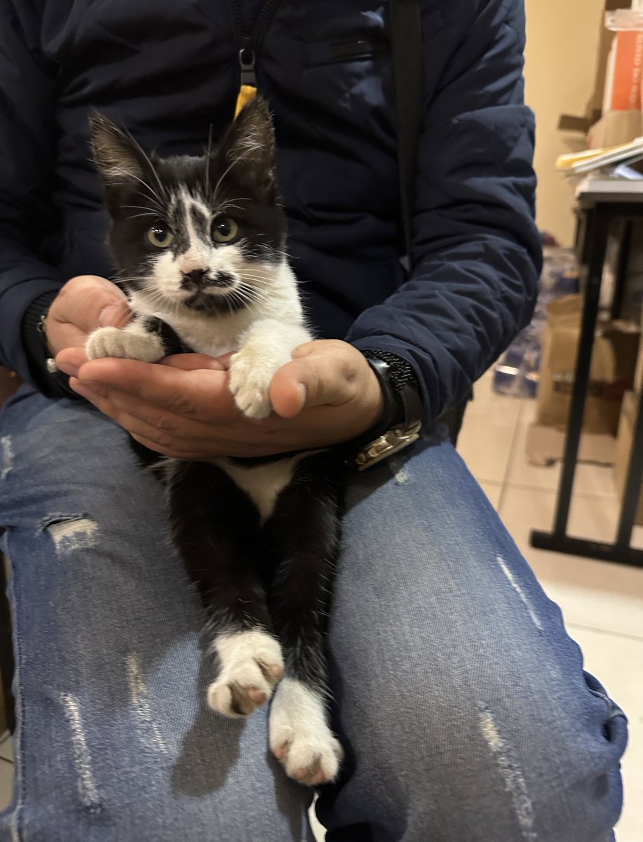 natemook's tweet photo. Happy #Caturday from Kharkiv, Ukraine! 🇺🇦 This little kitten was evacuated today from the front line by my friends @SaveukraineUs. His mom had died, but he’s now in good hands. And with your donations, we’re getting pet food &amp; carriers for the evacuation teams! #CatsOfUkraine 🐱 https://t.co/tcz0wYIV1S