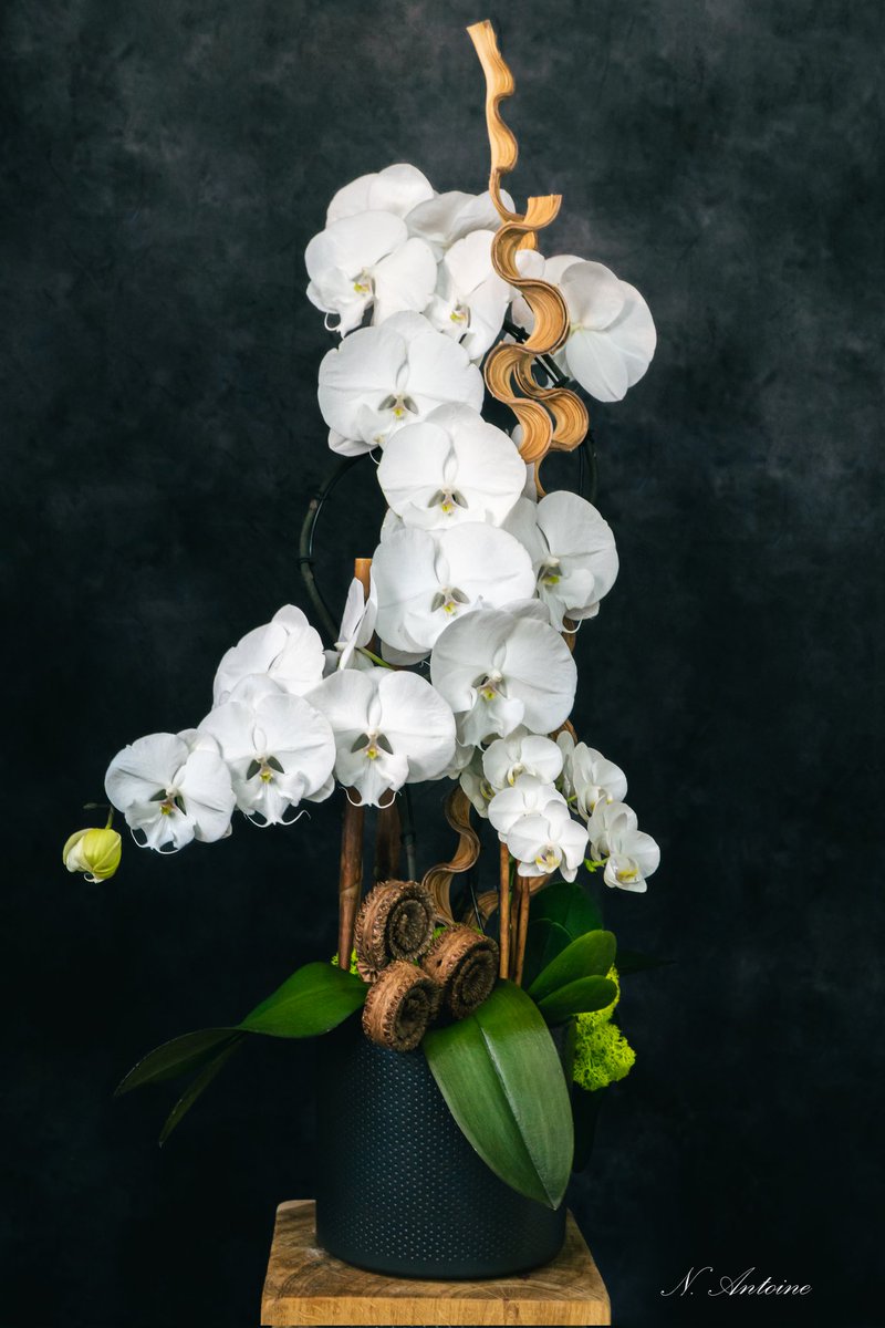 Nic0las_Ant0ine's tweet photo. Avalanche de phalaenopsis

#orchids #snakewood #lichen #cannelle #bambou #phalaenopsis #villedemontrouge #montrouge #montrougecommerces #montrouge92  #malakoff #arcueil #chatillon92 #bagneux #cachan #vanves
 #artisanfleuriste https://t.co/y8G5yrK9kk