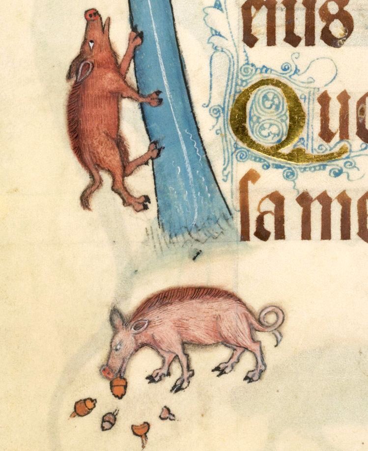 WeirdMedieval's tweet image. acorn time, england, 14th century