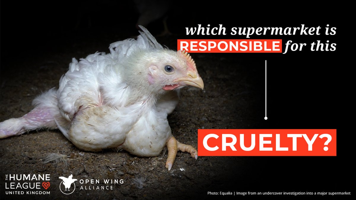 The Humane League UK on Twitter "It's not long until we reveal a UK