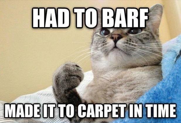 It's #Caturday Carpet Cleaning today