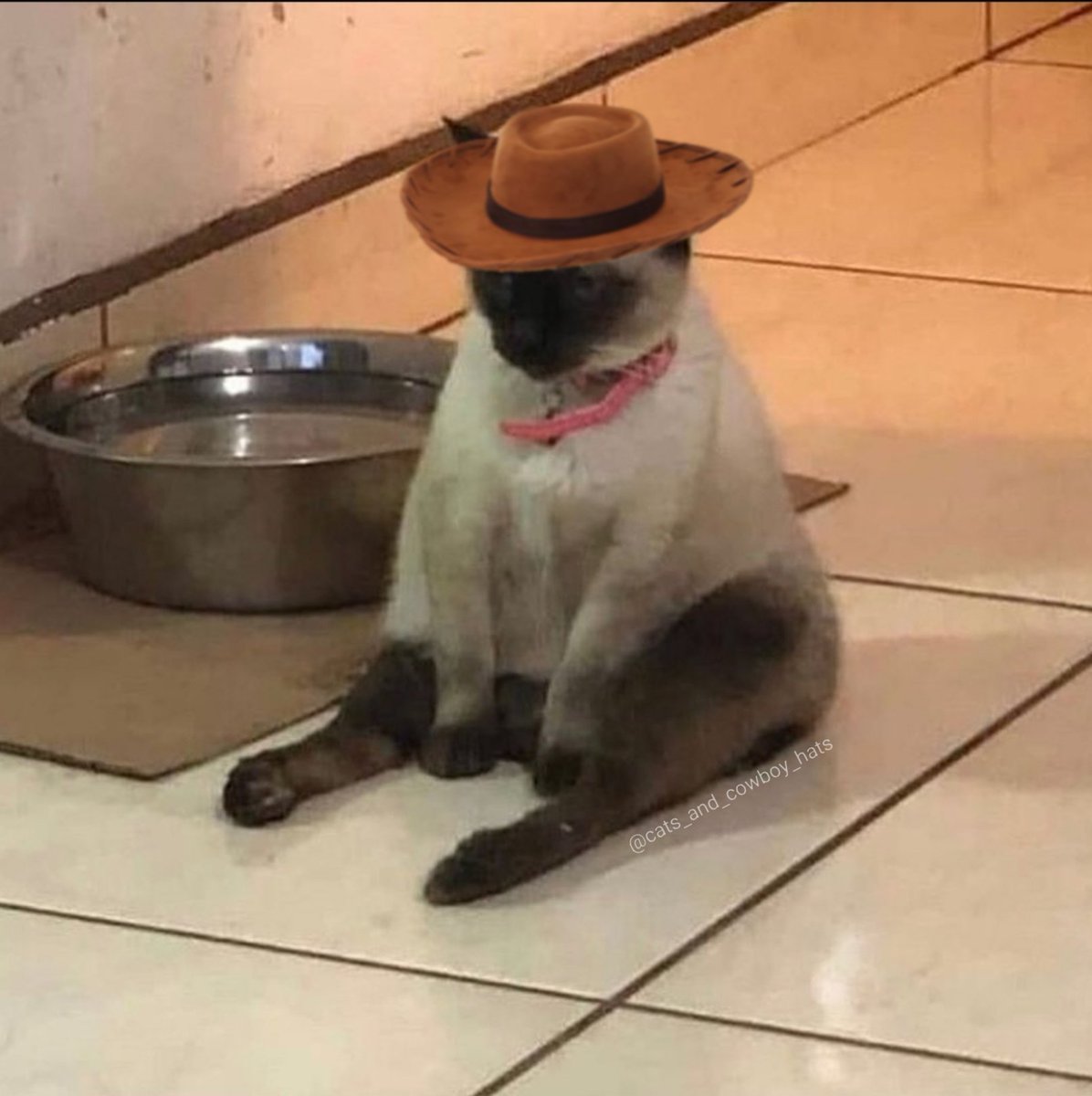 Cats And Cowboy Hats (@cowboycats) on Twitter photo 