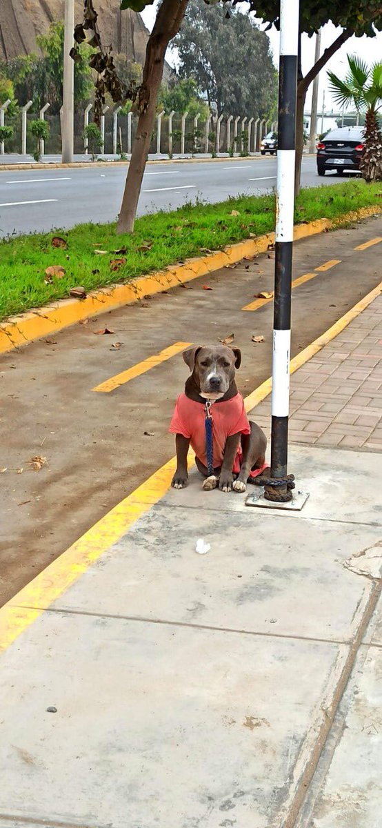 La irresponsabilidad no tiene límites. Dos preciosas perritas fueron abandonadas en limite de San Miguel y Magdalena. se necesitan temporales o adopción. Información (01)4180710