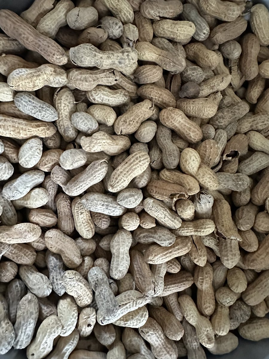 Bziyu
Cacahuates
Peanuts
#UsaTuVoz