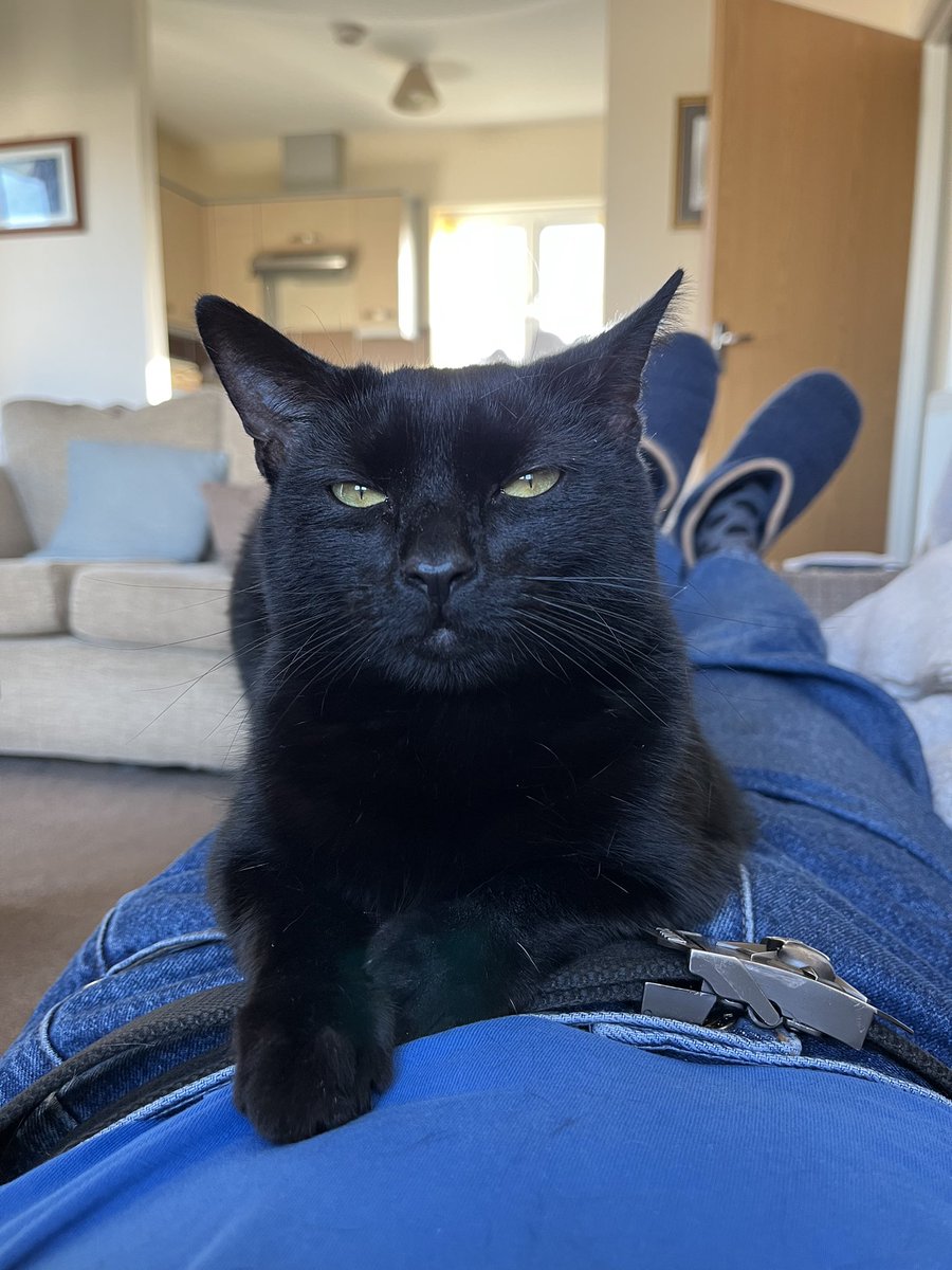 Geezer140960's tweet photo. Bella is not amused https://t.co/ZcOttvBdo4