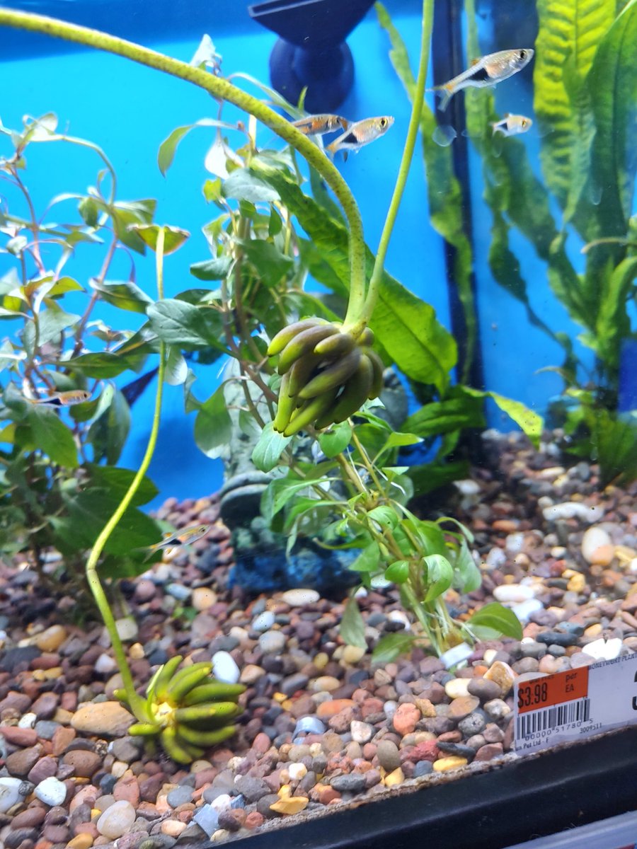 PSP5Points's tweet photo. Fish need more than just a home and food. Come visit Pet Supplies Plus and we'll help you select the right fish, supplies, and tank to make your pet fish feel at home. We love fish! 🐟 💚 😍 

#PSPColumbia #PetSuppliesPlus #Minusthehassle https://t.co/XEZK0rv23r