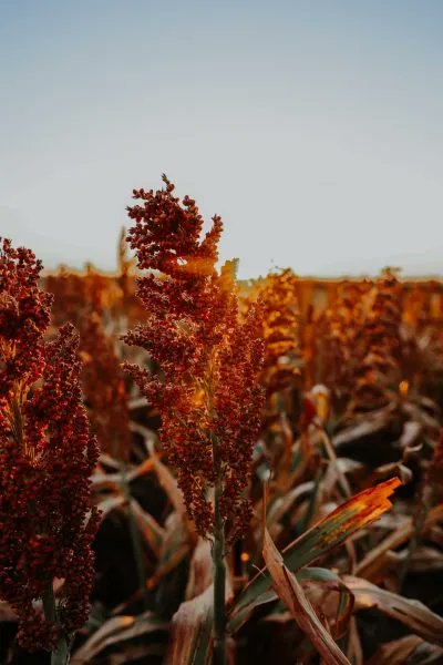 nongmoreport's tweet photo. Sorghum is a naturally #nonGMO, gluten-free grain that contains an abundance of antioxidants, vitamins, and twice the protein of quinoa. This "Camel Crop" also saves 1.5 trillion gallons of water per year. https://t.co/litQdJfqLE https://t.co/CQkytWIaw7