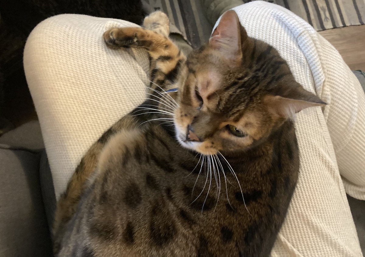 LeoTheBengal's tweet photo. And Iβm on my throne! Itβs the best spot in the worldπ»π»π» #CatsOfTwitter #TeamBeng https://t.co/JxFqNy9YzI