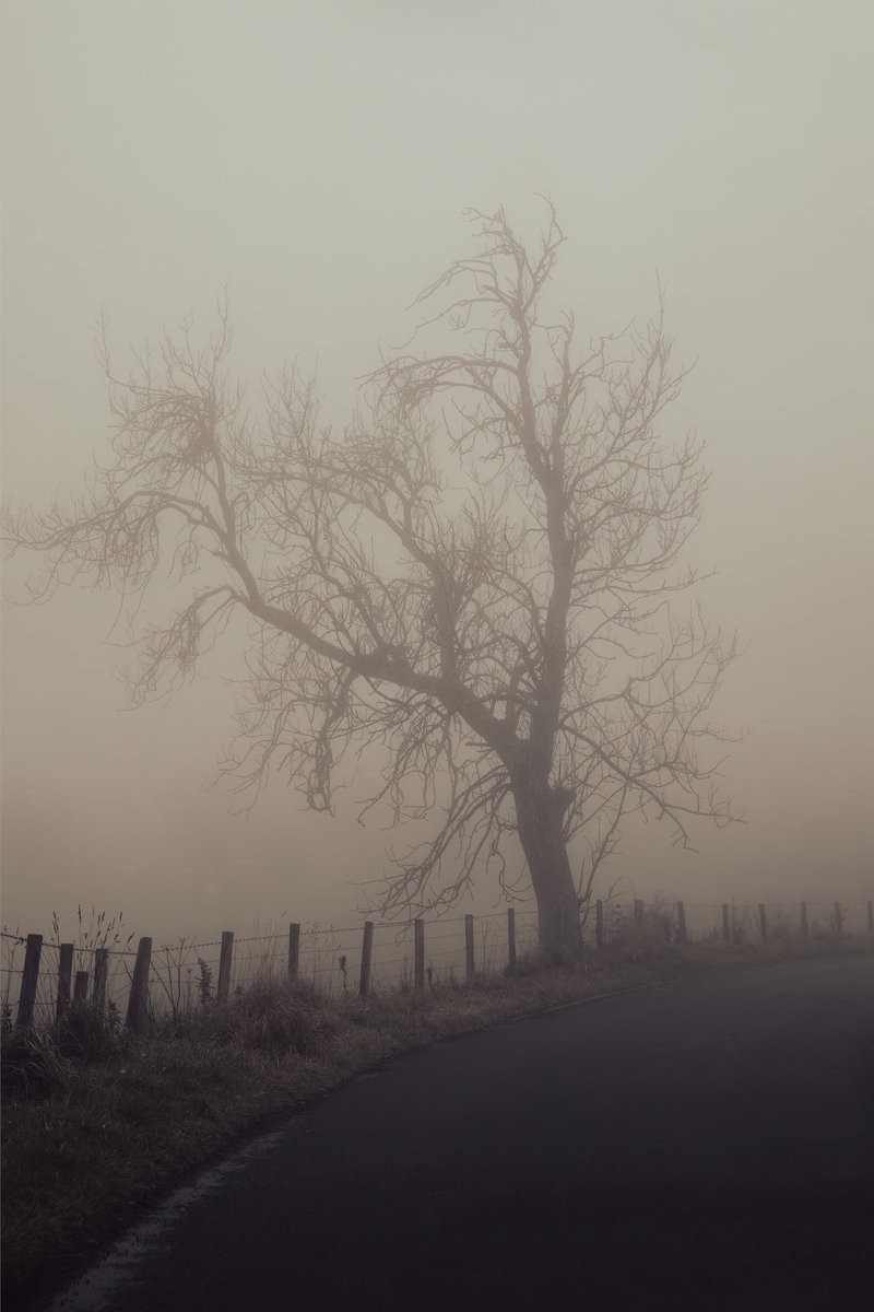christina_IBD's tweet photo. It was really foggy today. Took a drive through the Bathgate Hills - spotted this spooky looking tree. #landscapephotography #foggyweather #spookytree https://t.co/OuABkHwgaF