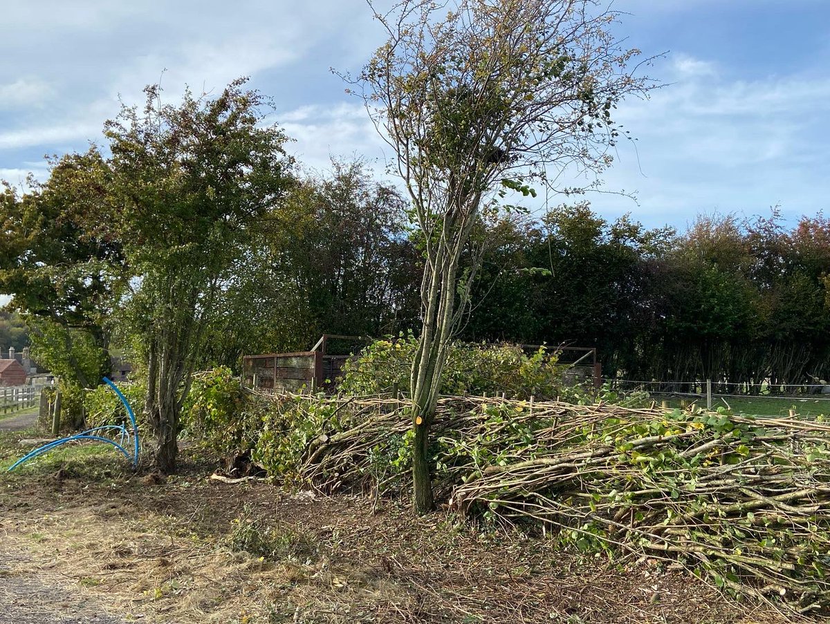 before & after x2

30m of layed hedge completed today by volunteers at @CavalierCentre with @ReallyRuralCo & @CPRE 

ongoing research for MFA module on Art & Ecology

thanks to Richard of @ReallyRuralCo for the before photos & massive inspiration 

#hedgelaying
#hedgerowproject
