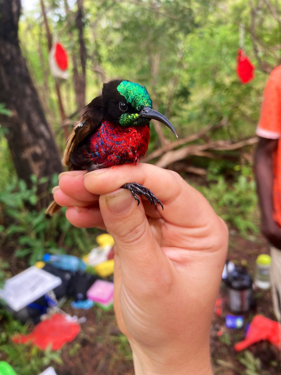 Phoebe0wen's tweet photo. This Scarlet-chested Sunbird wasn’t bad either! https://t.co/U5ngjt76Iu