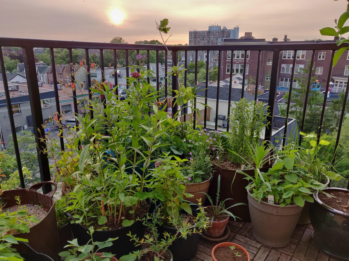 Last chance to register! Don't let having a small space get in the way of planting your dream native plant garden! 🌱 Join Ryan Godfrey on October 29 to create your own native plant container to support your local ecosystem from your space. Register today: ow.ly/oEZk50LgSYt