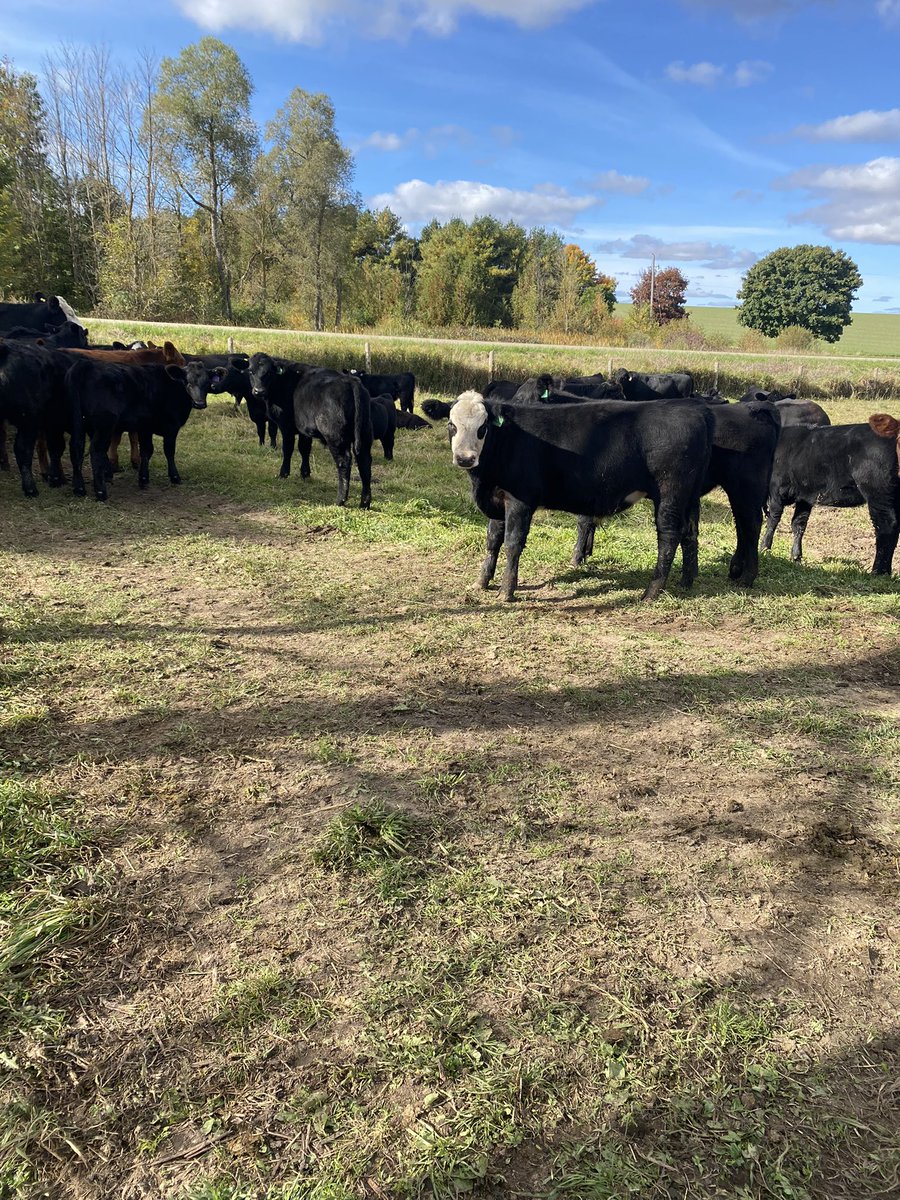 Calves headed to Brussels October 28th. Double vaccinated and cows all yearly vaccinated. Simm Angus cross calves.